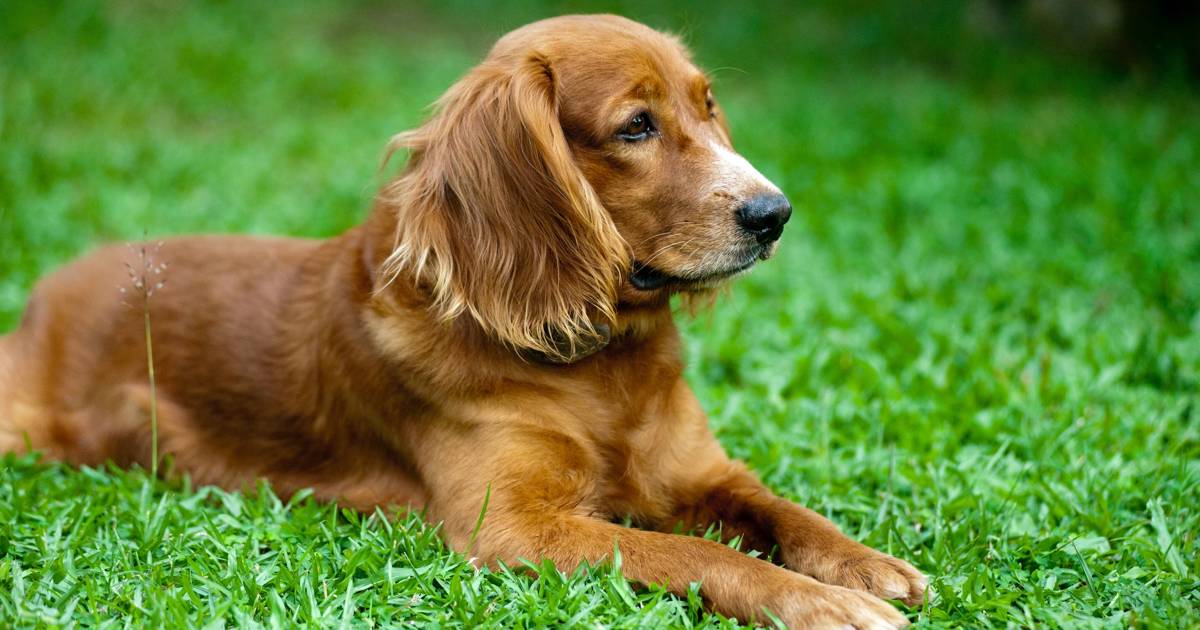 ¿Por qué mi perro me da golpes con el hocico? Todos los posibles motivos