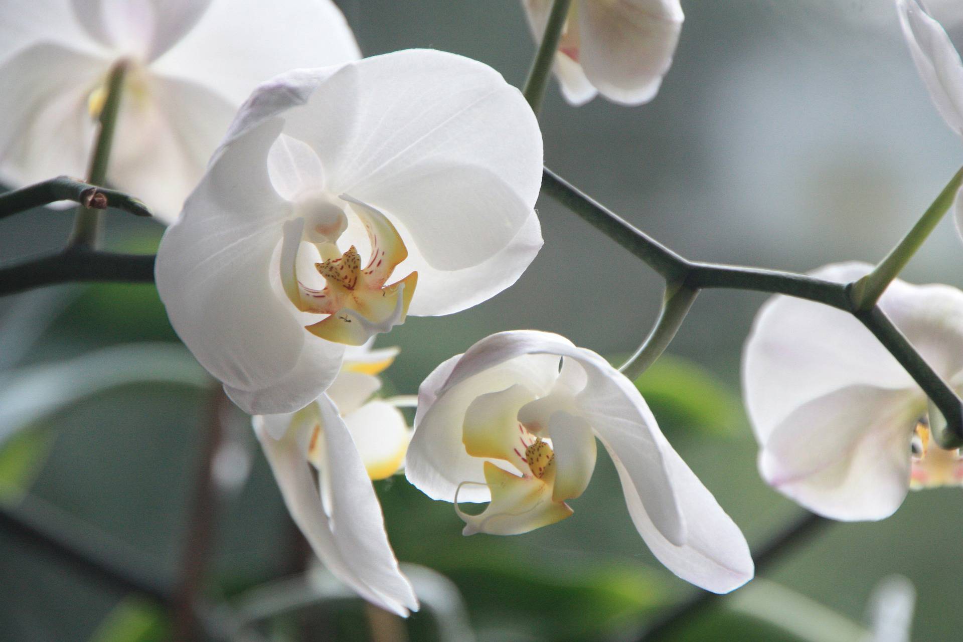 Flores de invierno: orquídea. 