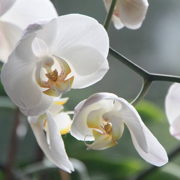 Cómo recuperar una orquídea estropeada: trucos fáciles y efectivos para que sobreviva (con vídeo)