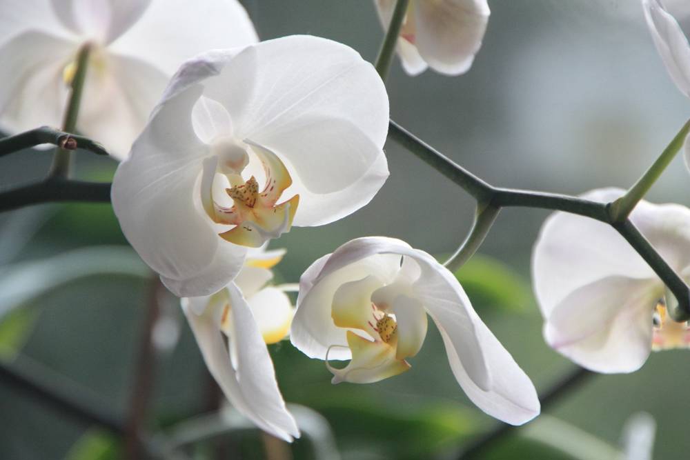 Orquídea con flores blancas.