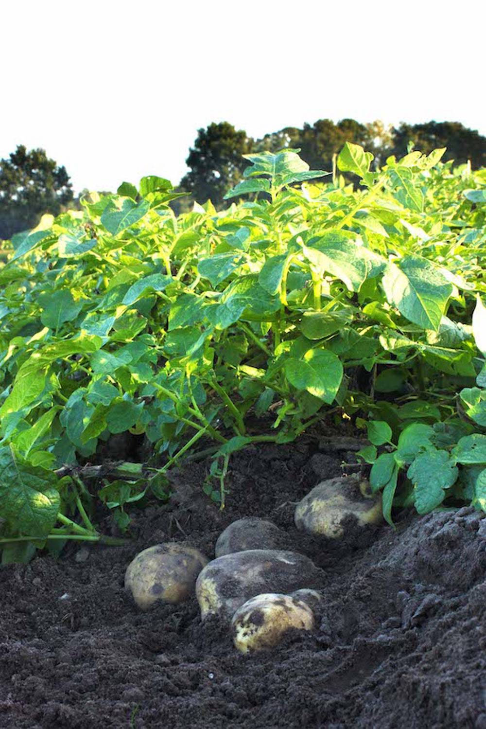 Plantas de patatas