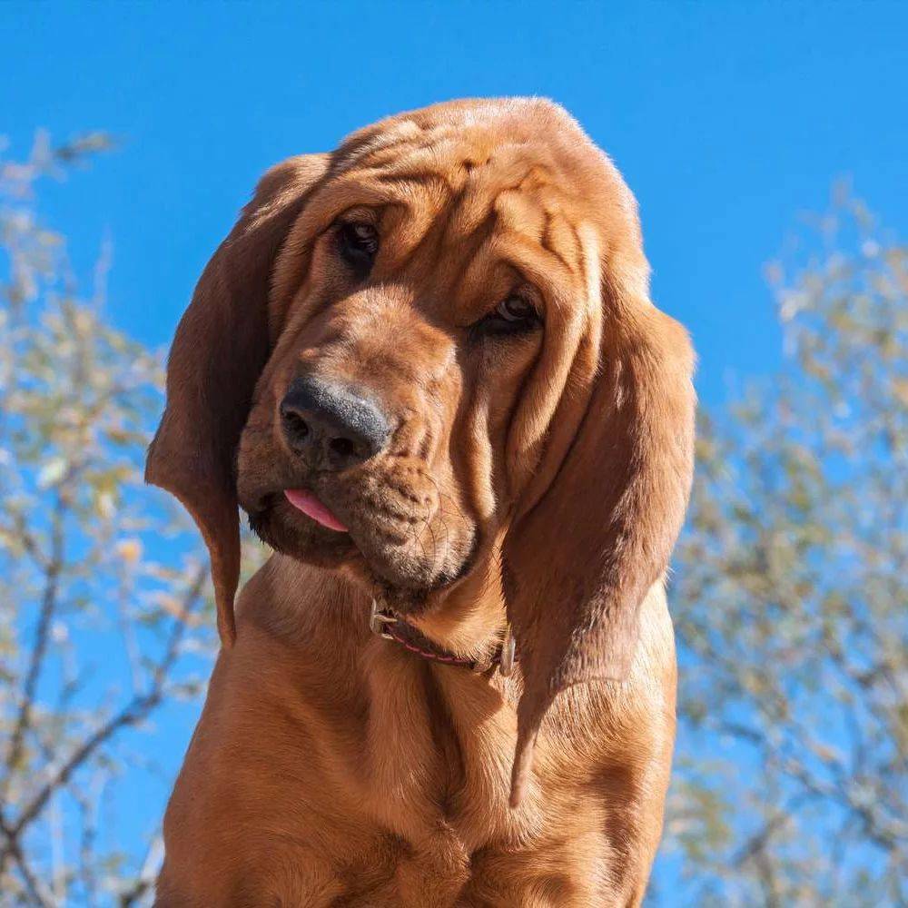 Perro de raza Bloodhound
