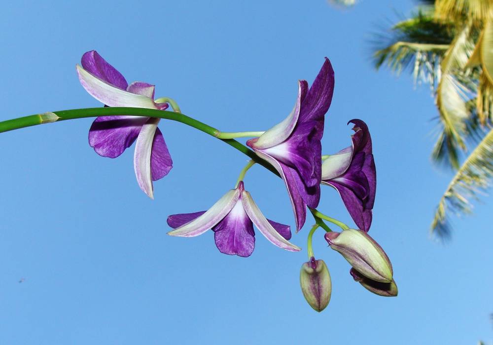 Dendrobium orquidea