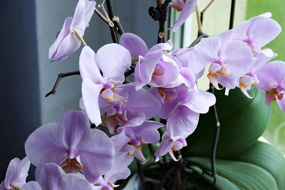 Orquídea con flores de color violeta