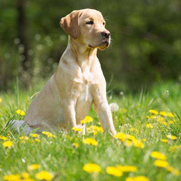 Las 19 razas de perros de caza que querrás tener como mascota