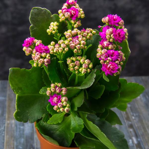 Kalanchoe: la planta más fácil y cómoda de cuidar.