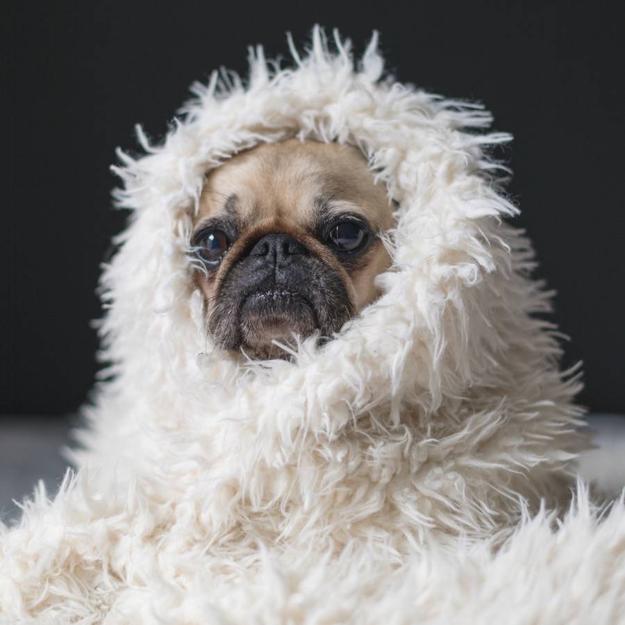 Perro envuelto en una manta