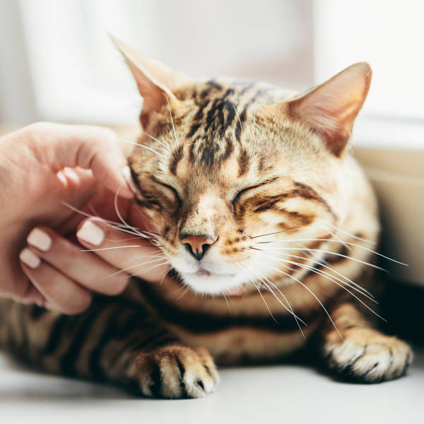 Cómo saber si tu gato te quiere: ¡Estas 8 señales te lo indican!