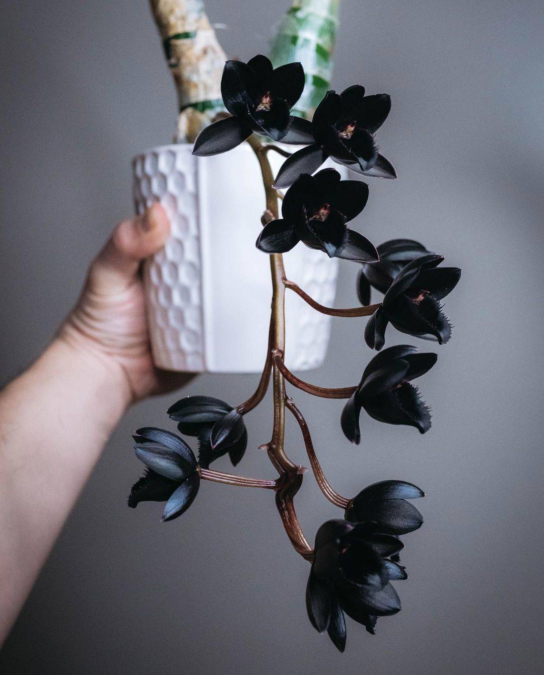 Orquídea con flores negras.