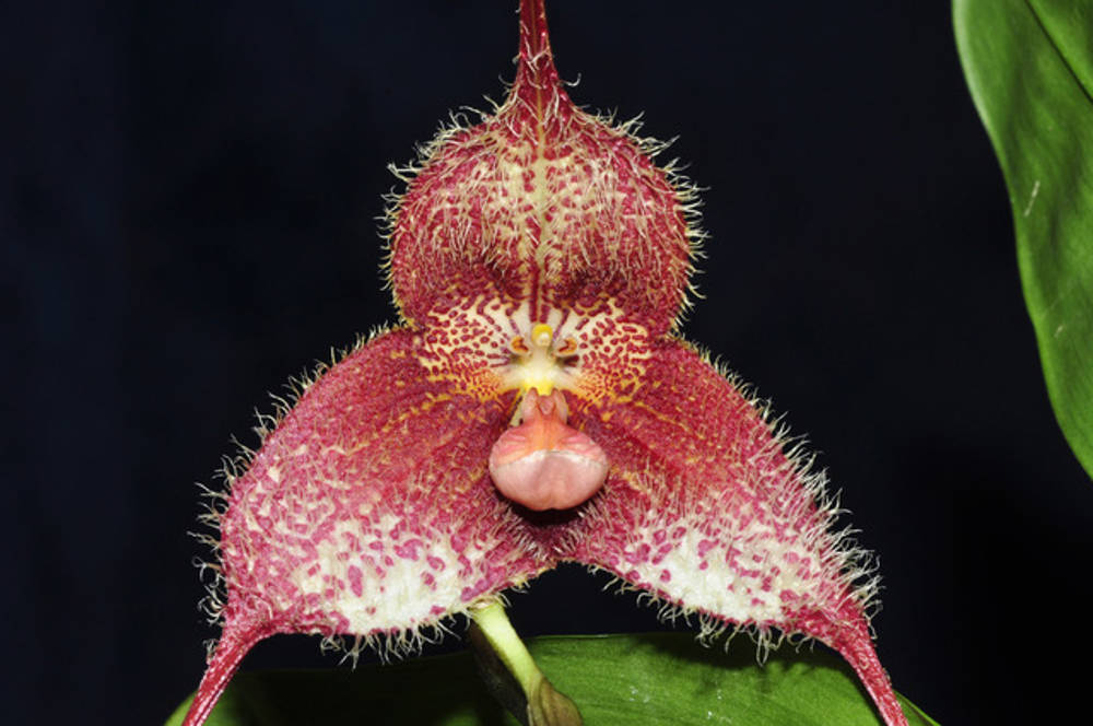 Orquídea Dracula
