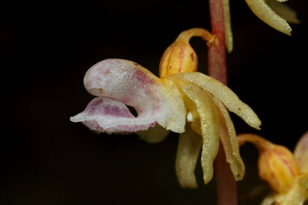 Orquídea fantasma o epipogium aphyllum