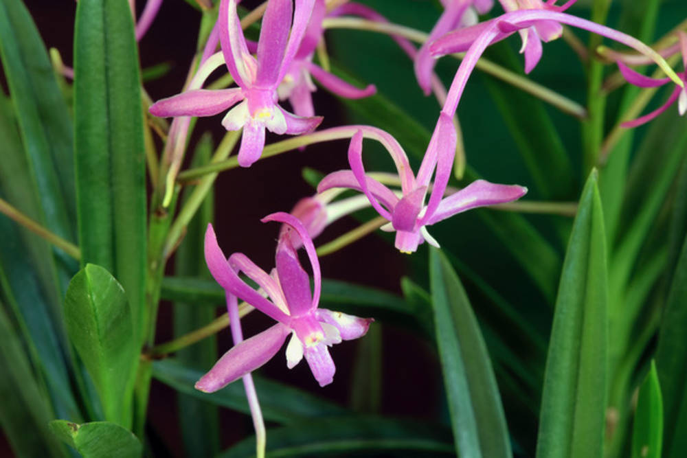 Orquídea Neofinetia falcata