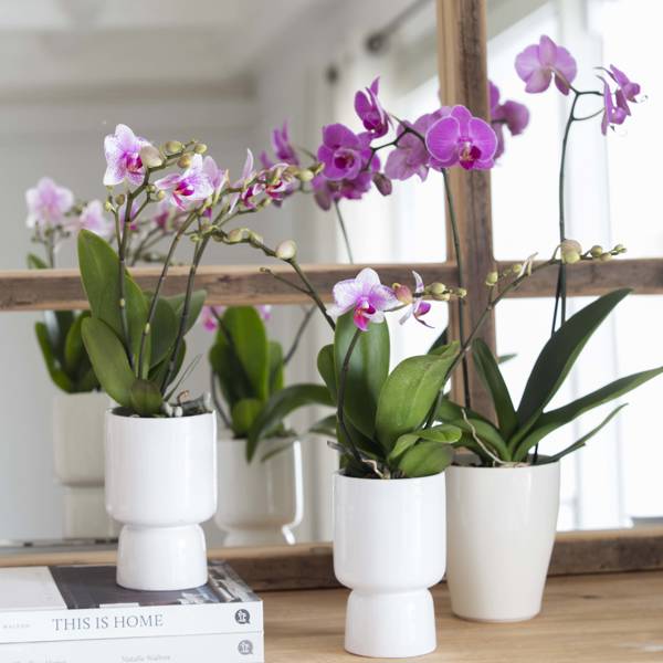 9 orquídeas raras, exóticas y muy elegantes que seguramente no conocías y son perfectas para añadir frescura y color a tu casa 