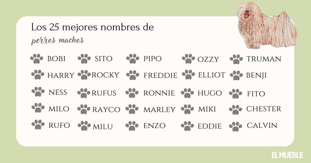 Más de 270 nombres para perros machos (cortos, originales, de Disney