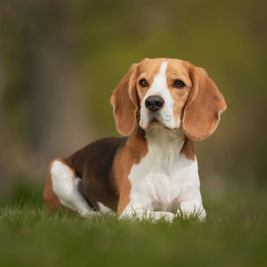 Perro de raza Beagle.