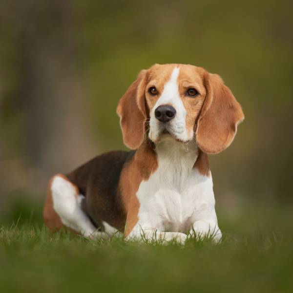 Beagle: todo lo que debes saber sobre el cuidado y el carácter de esta raza de perro