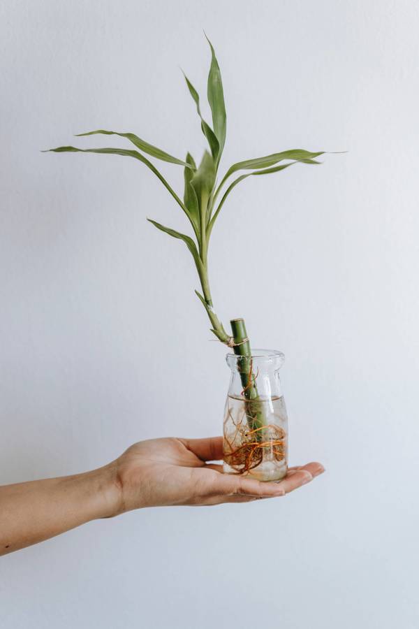 Las Mejores Plantas Según El Feng Shui Para Atraer La Buena Energía