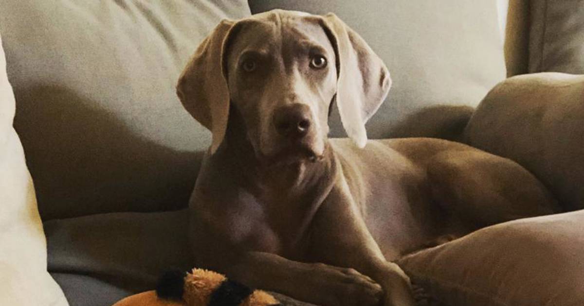 cachorros weimaraner gris