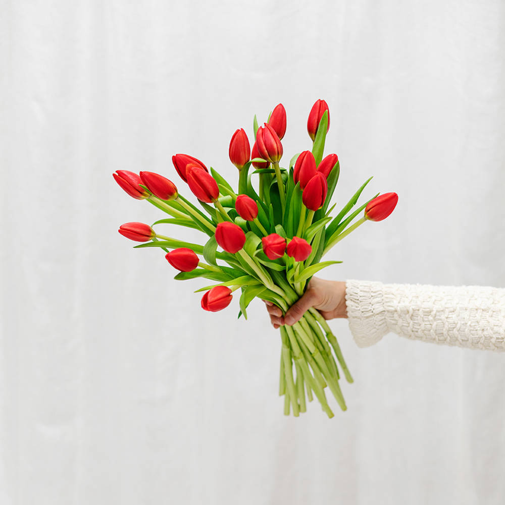 Consejos para cuidar los tulipanes. 