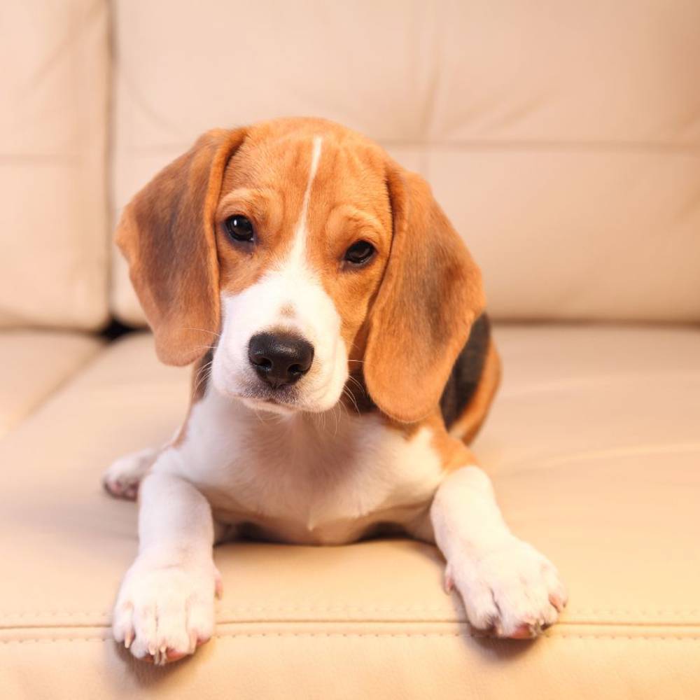 Perro beagle