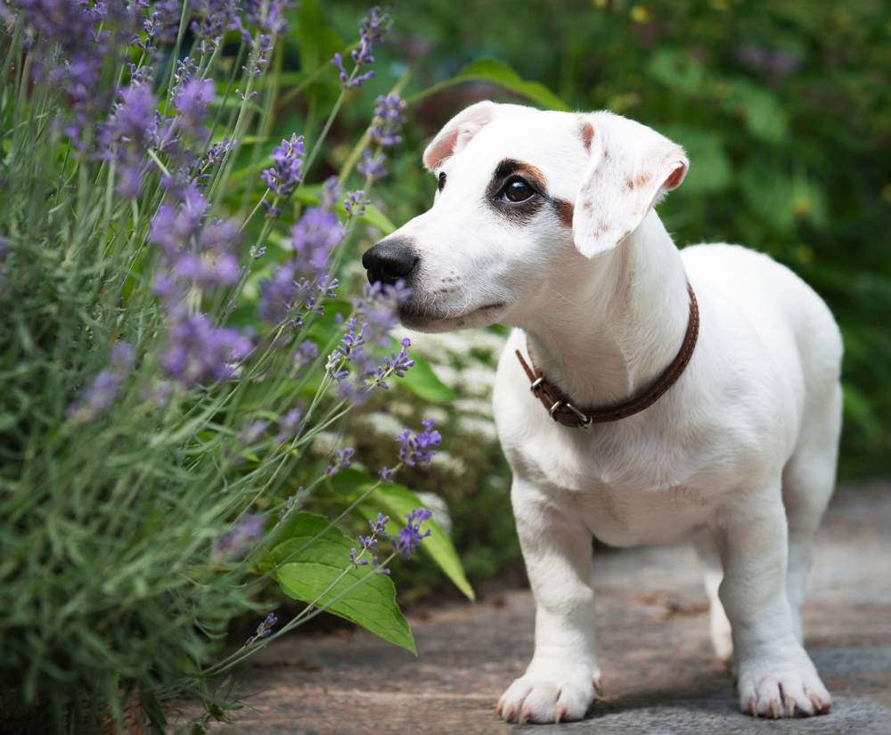 Perro jack russell terrier