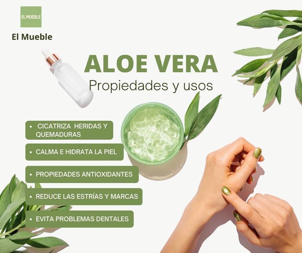 Aloe Vera La Planta Medicinal Que No Puede Faltar En Tu Casa 8072