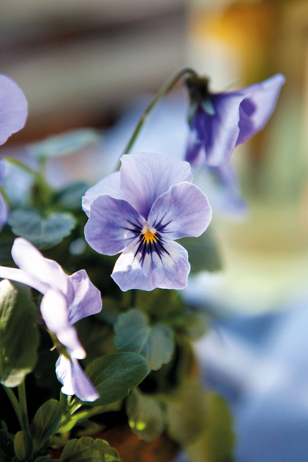 violeta africana detalle flor