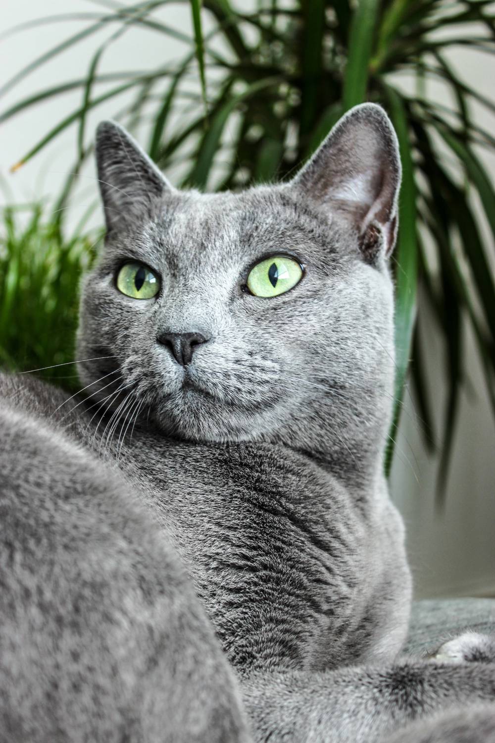 Gato azul ruso.