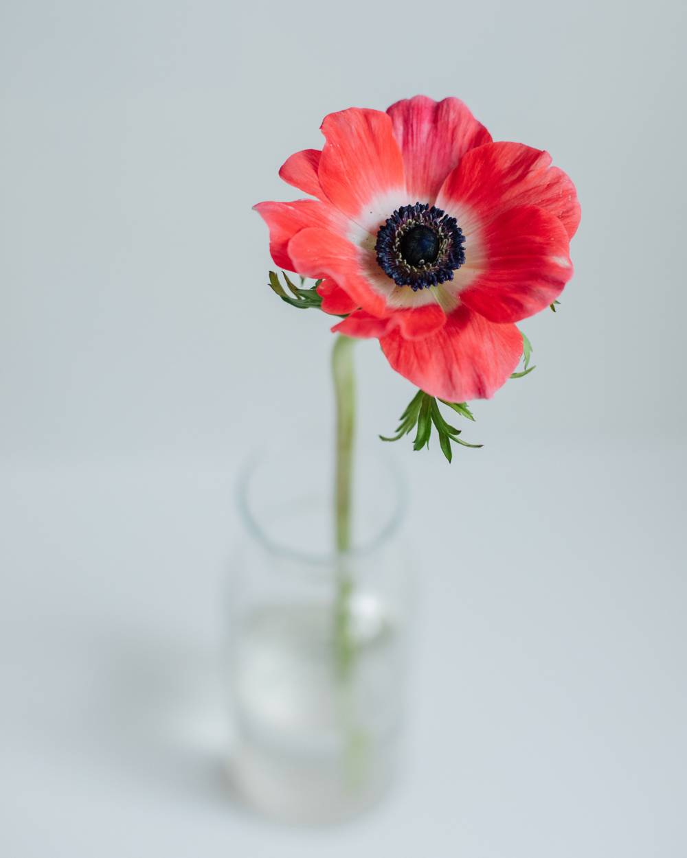 anemona flor pexels