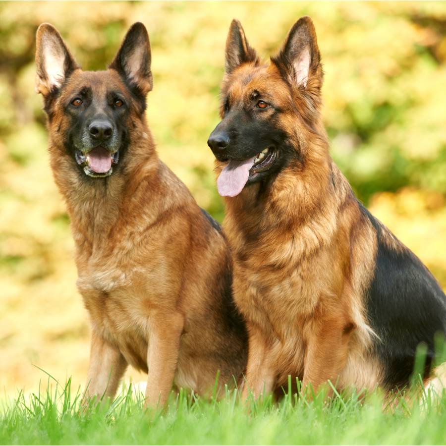 Perros pastor alemán