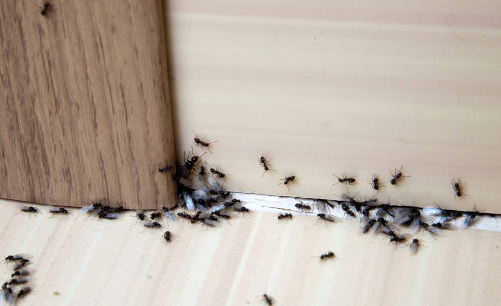 hormigas-en-la-puerta.