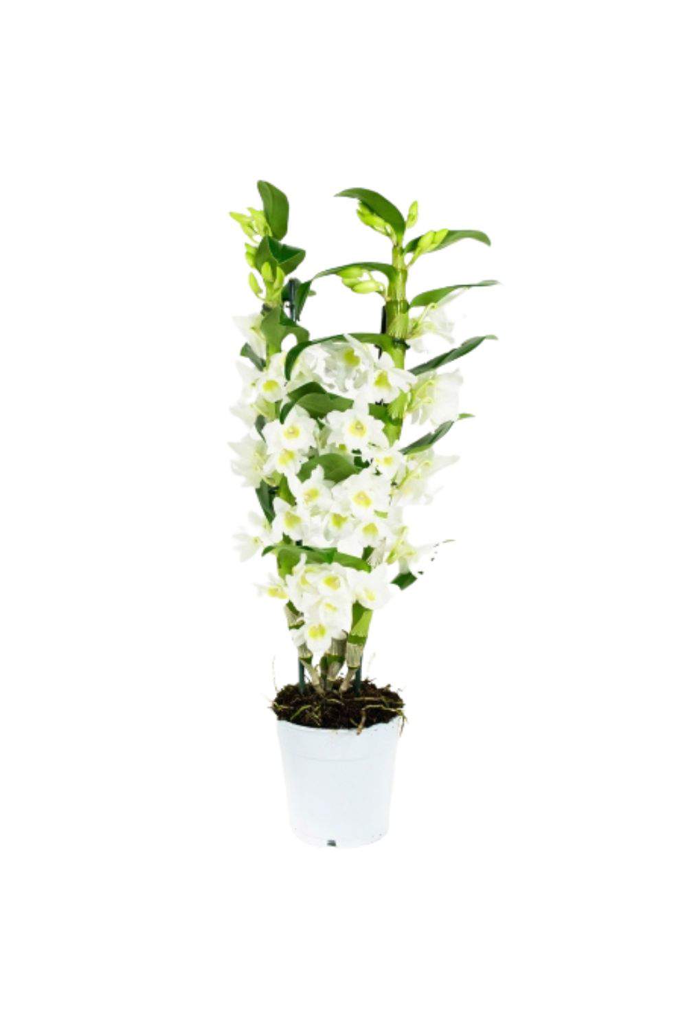 flor orquidea