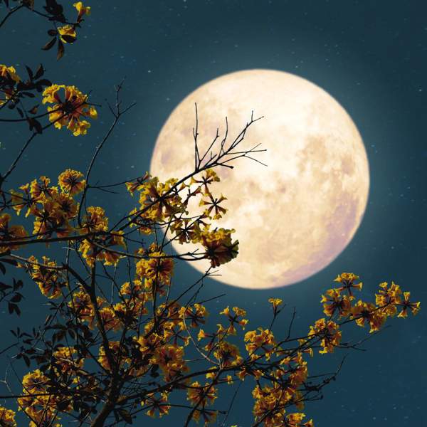 Luna de flores