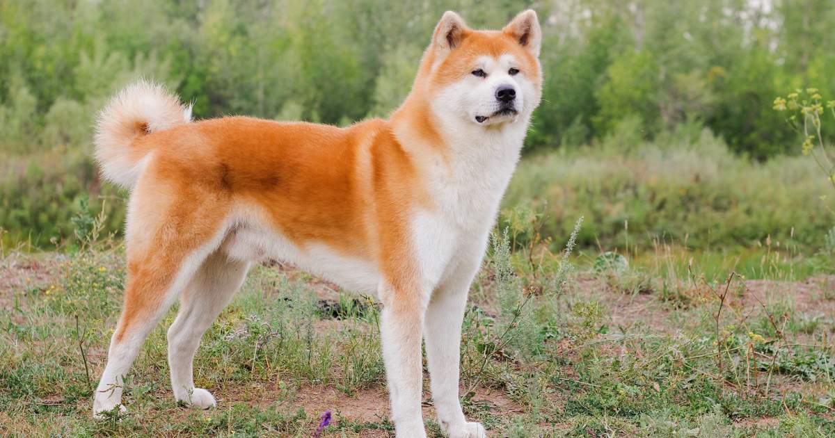 el perro akita japones es una raza peligrosa