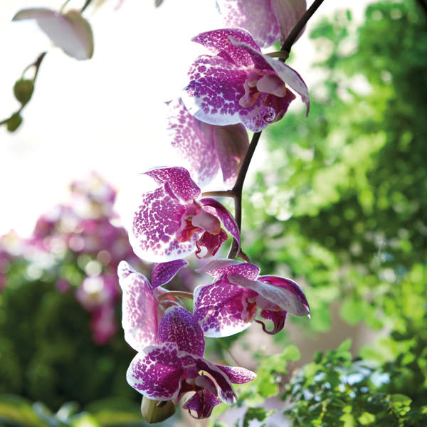 Haz que tu orquídea florezca como nunca con este nutriente casero y baratísimo con ingredientes que tienes en casa