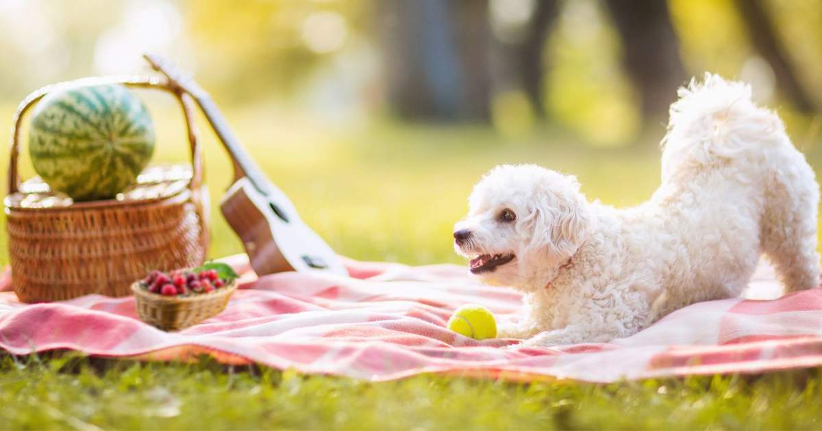 las flores de cerezo son malas para los perros