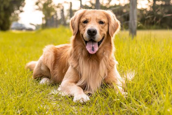 Las 20 razas de perros más inteligentes del mundo