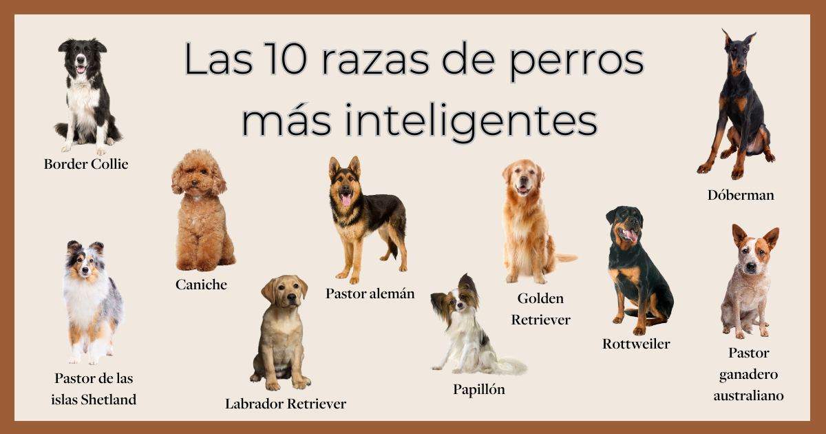 son aussiedoodle los perros mas inteligentes