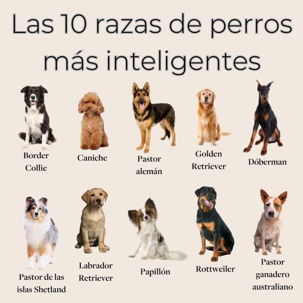 Estas son las 20 razas de perros más inteligentes del mundo