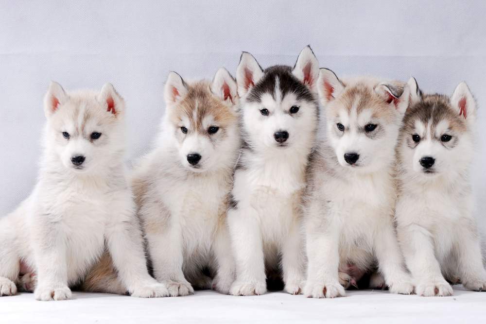Cachorros de Husky siberiano