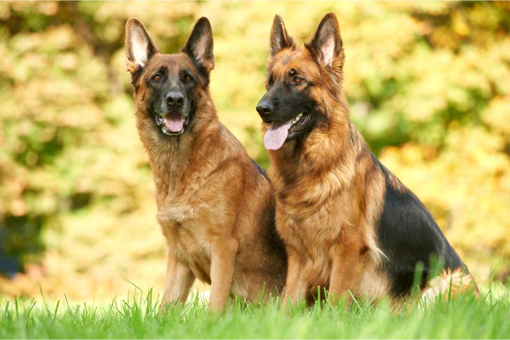 Perros pastor alemán