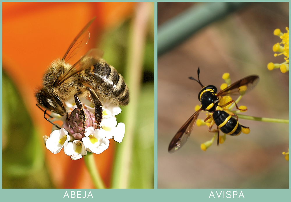 Diferentes Especies De Avispas Diferentes Especies De Avispas
