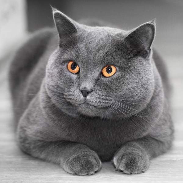 Gato british, una mascota ideal para familias con niños