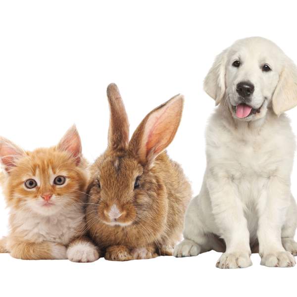 Perro, gatos y conejo
