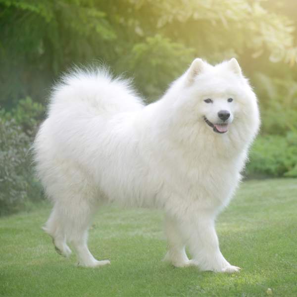 Samoyedo, la raza de perro que siempre está sonriendo