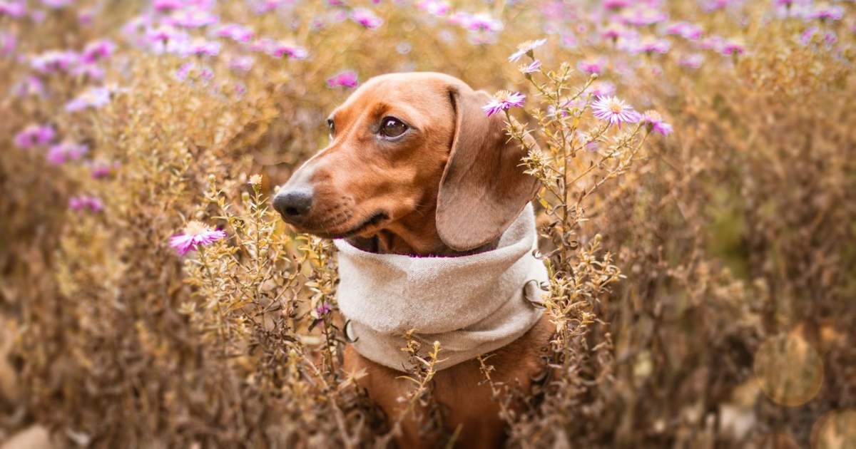 el perro salchicha ladra mucho