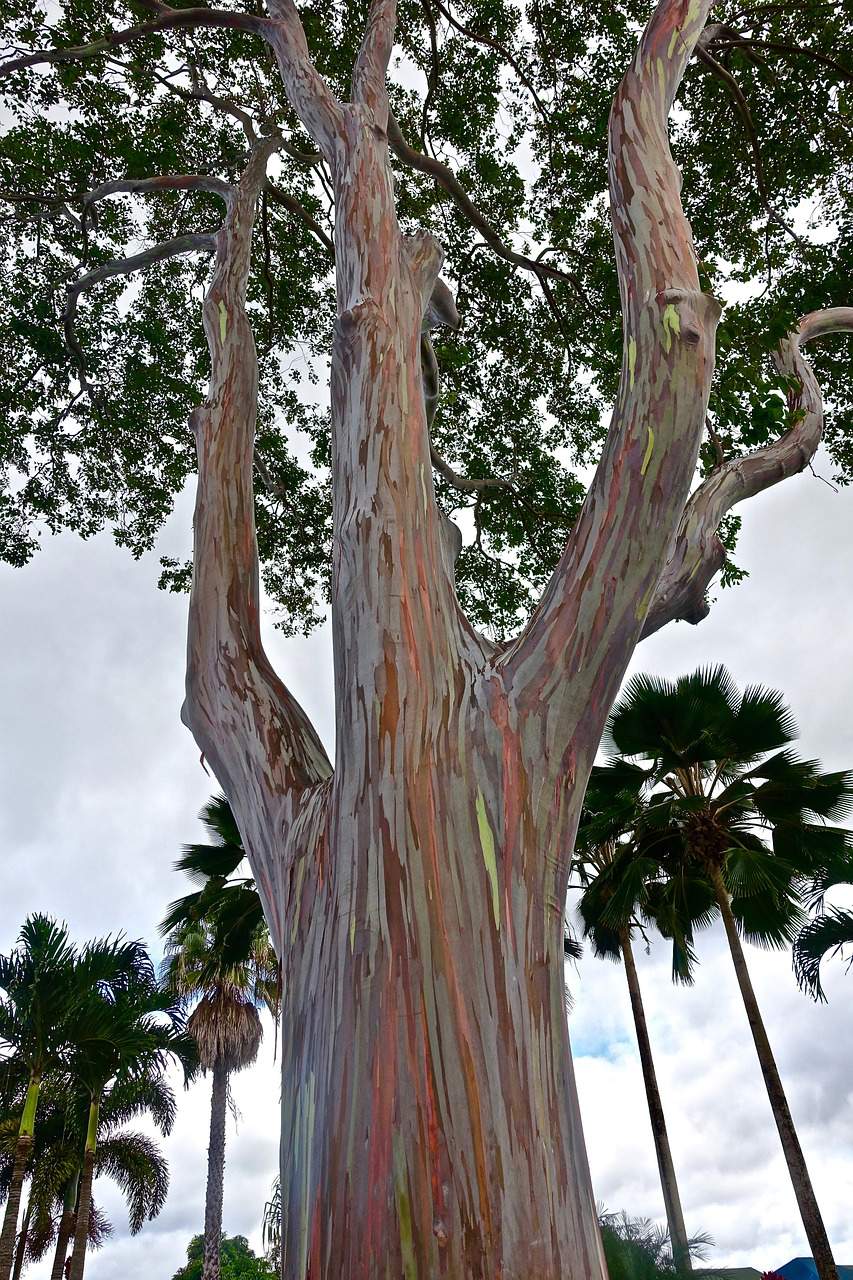 Un árbol de eucalipto.