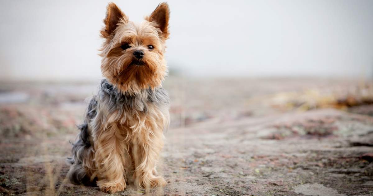 Yorkshire terrier caracter sticas car cter y cuidados