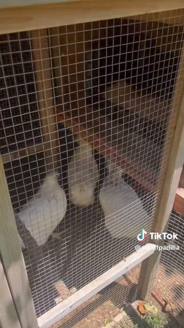 Paz Padilla también tiene un gallinero en casa, aprovechando los huevos de sus gallinas