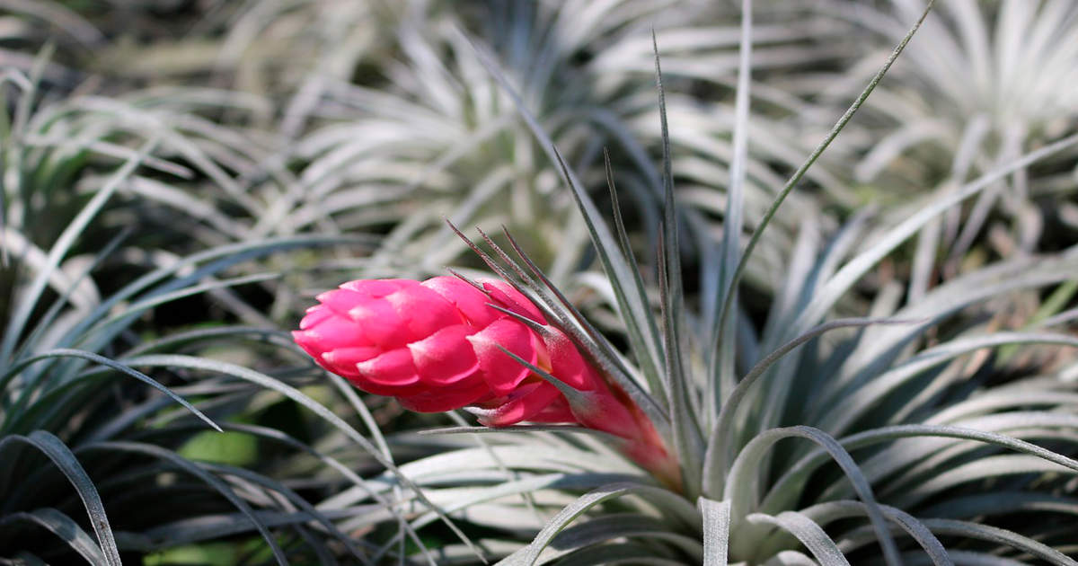 Tillandsias, la planta de aire ms fcil de cuidar